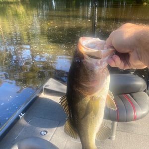 Meet your Posher, Donald